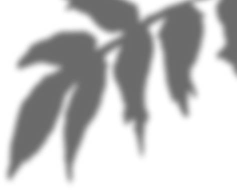 Floral shadow, shadows of leaves, branches shadow transparent, blurred shadows